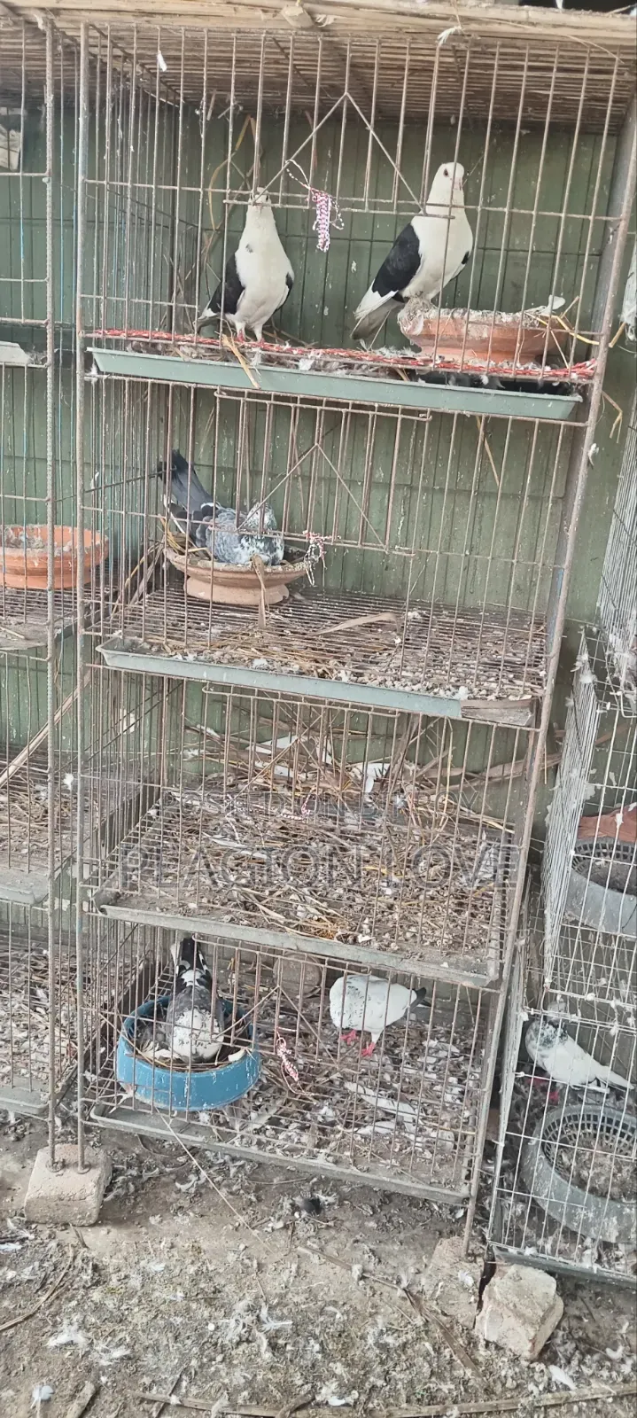 Pigeon Cage