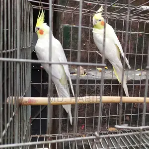 Lutino Cockatiel (RED Eye)