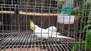 Lutino Cockatiel (RED Eye)