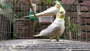 Lutino Cockatiel (RED Eye)