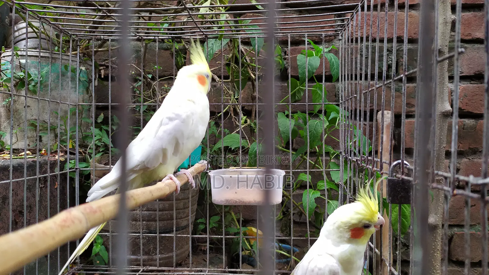 Lutino Cockatiel (RED Eye)