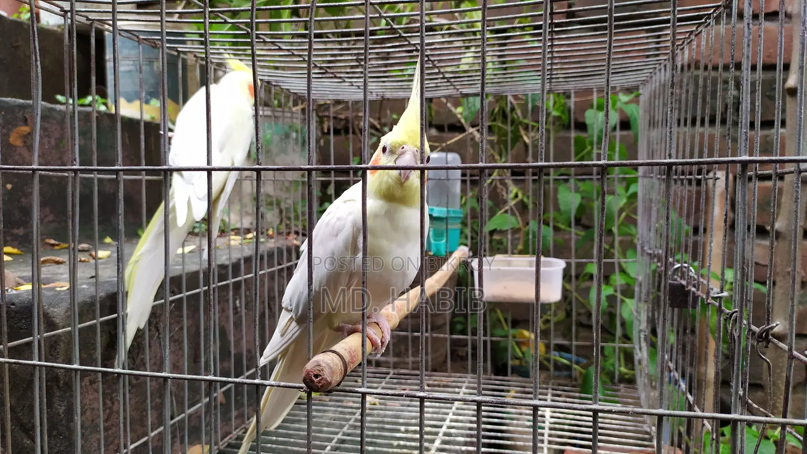 Lutino Cockatiel (RED Eye)
