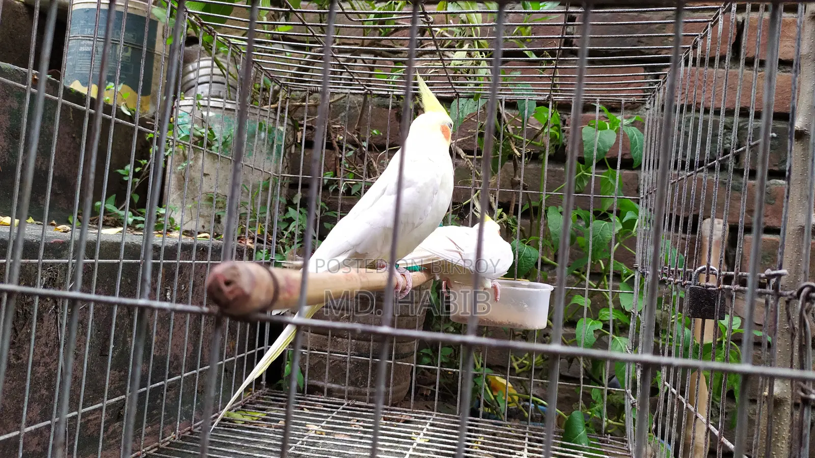 Lutino Cockatiel (RED Eye)