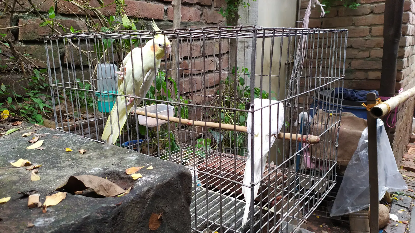 Lutino Cockatiel (RED Eye)