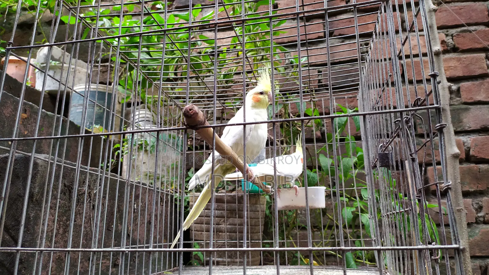 Lutino Cockatiel (RED Eye)