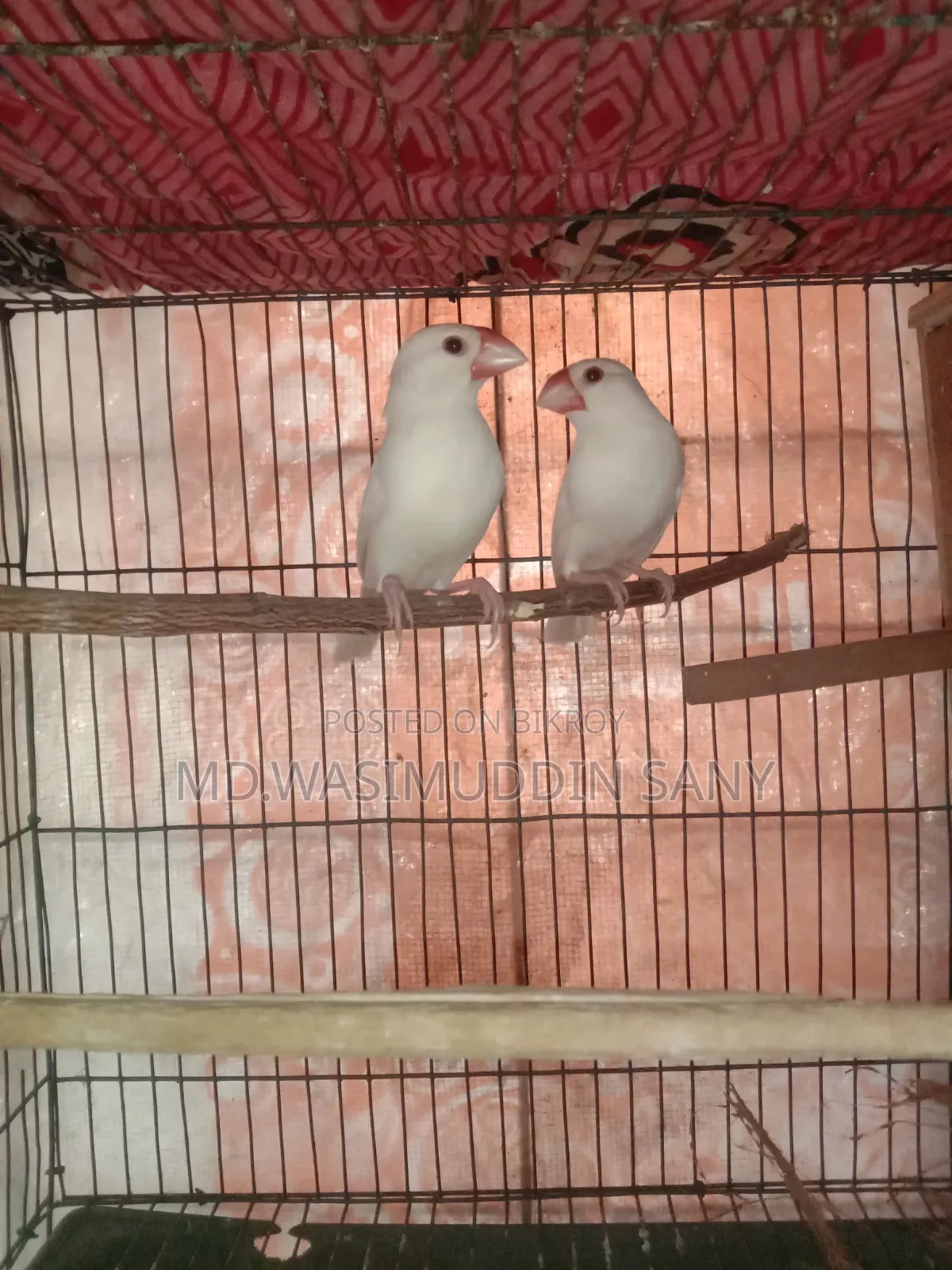 A pair of Java sparrows for sale