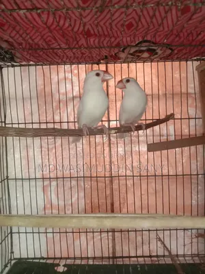 A pair of Java sparrows for sale