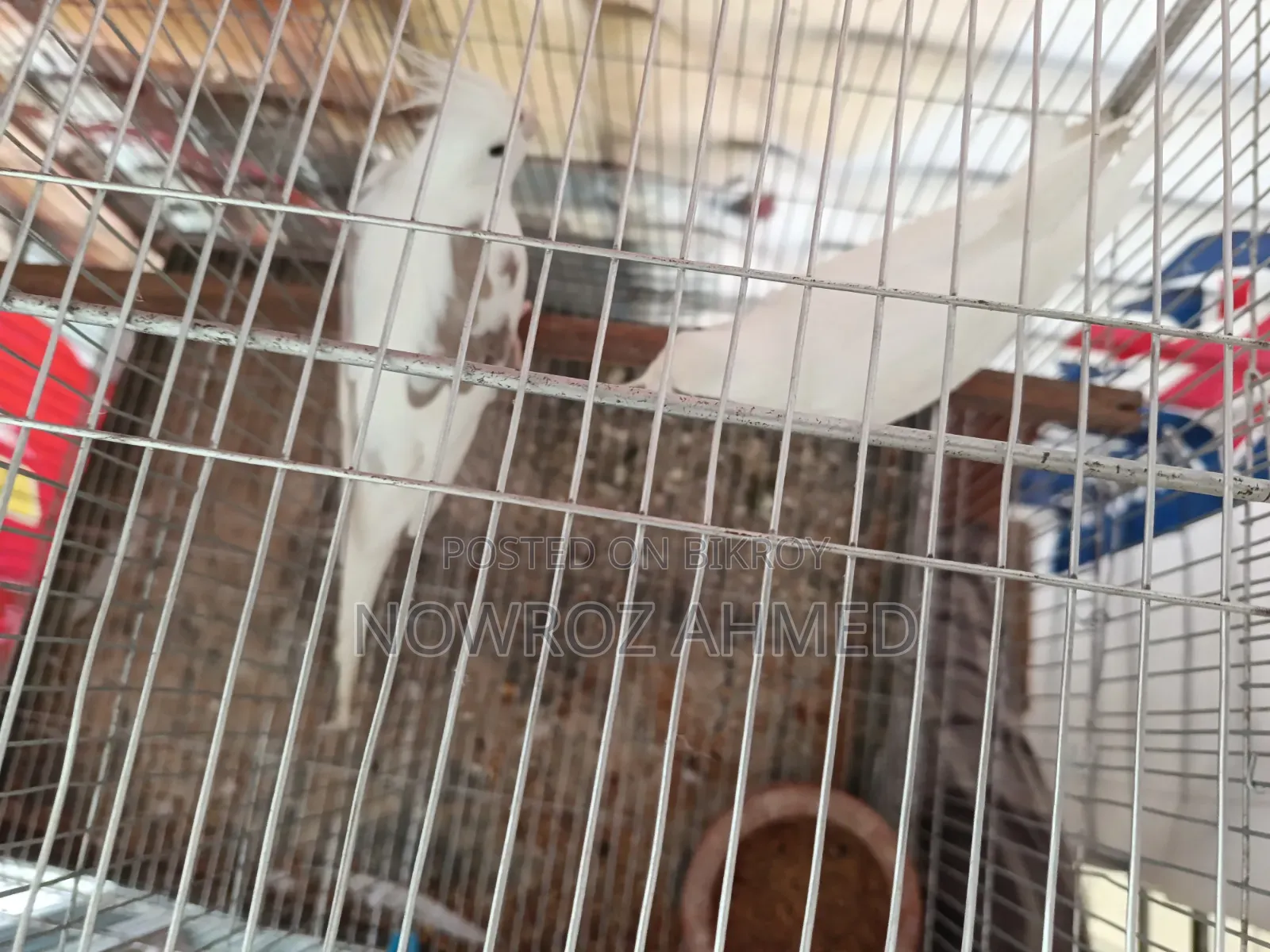 Cockatiel Pair