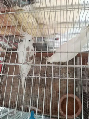 Cockatiel Pair