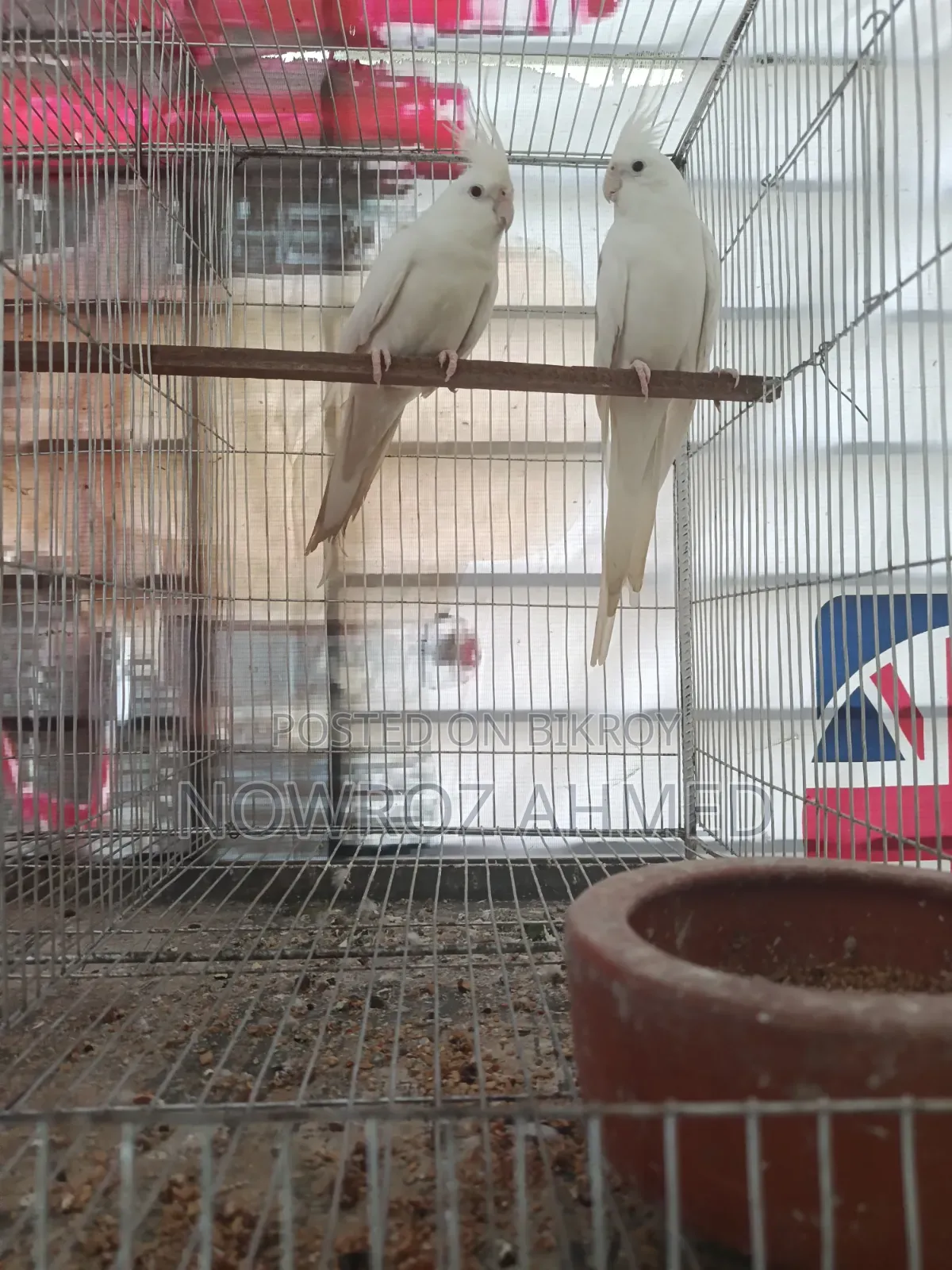 Cockatiel Pair