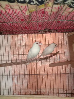 A pair of Java sparrows for sale