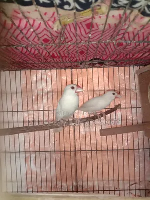 A pair of Java sparrows for sale