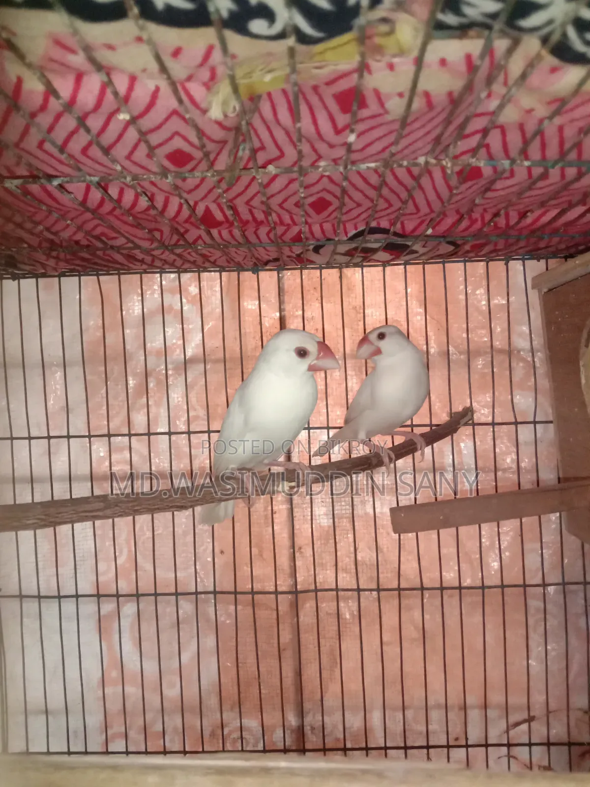 A pair of Java sparrows for sale