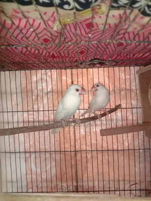 A pair of Java sparrows for sale