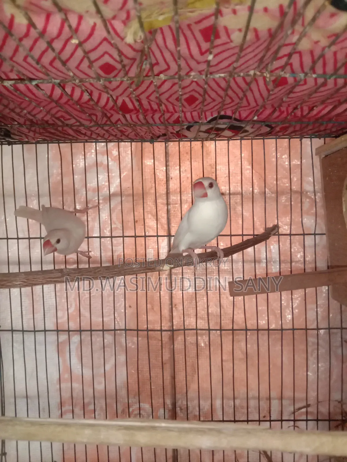 A pair of Java sparrows for sale