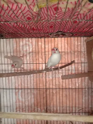 A pair of Java sparrows for sale
