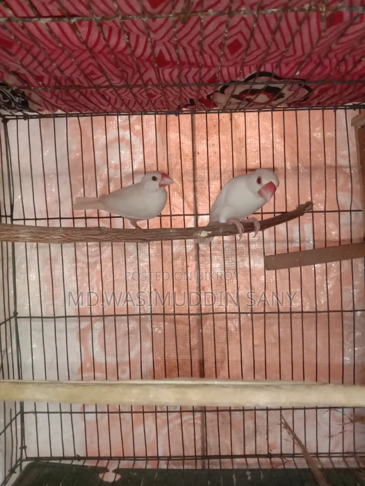 A pair of Java sparrows for sale