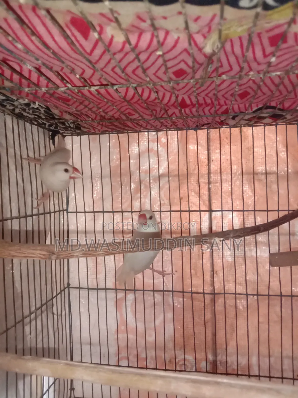 A pair of Java sparrows for sale