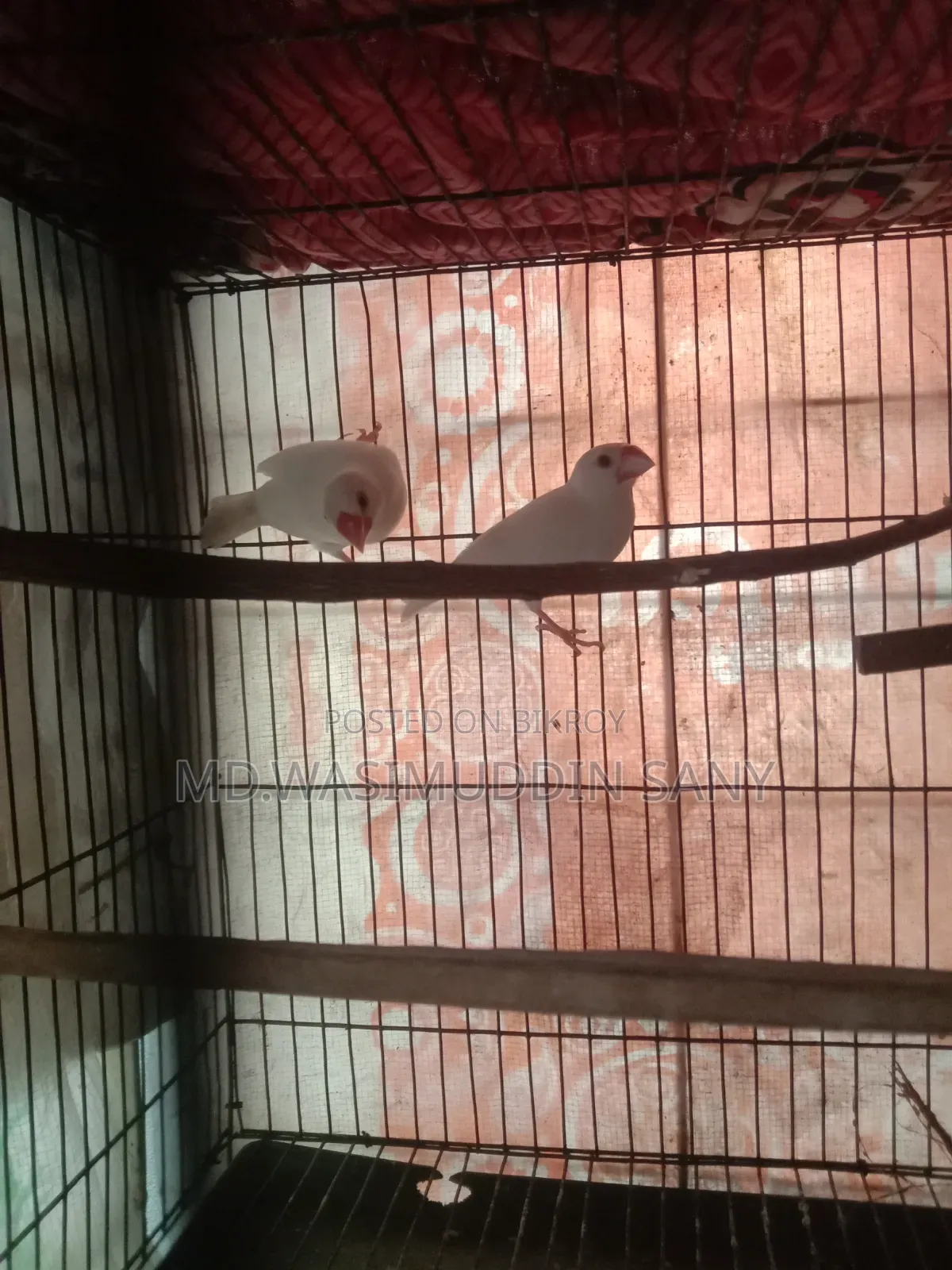A pair of Java sparrows for sale