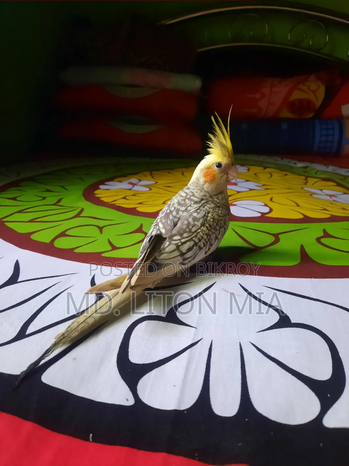 মেল কোকাটেল পাখি