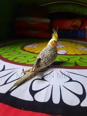 মেল কোকাটেল পাখি
