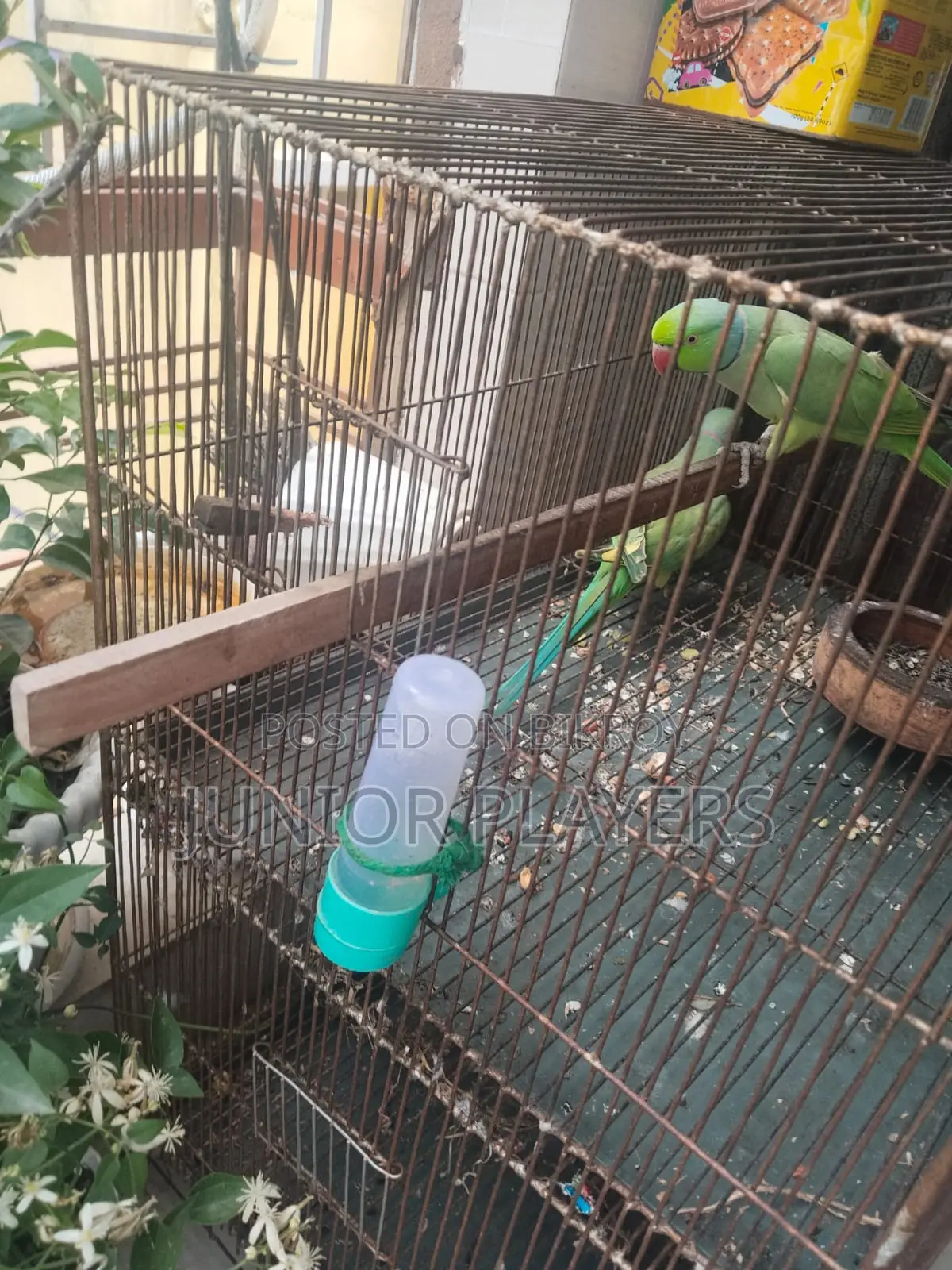 24/18 Bird Cage With Divider(bird Is Not for Sale)