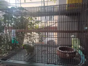 24/18 Bird Cage With Divider(bird Is Not for Sale)