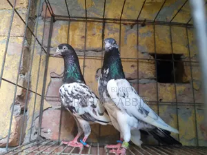 Running Teddy Pigeon