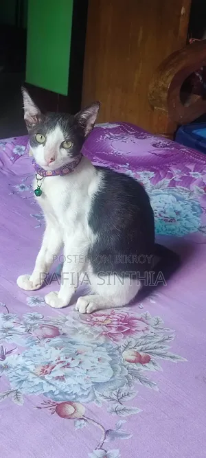 1-3 Months Female Mixed Breed Persian