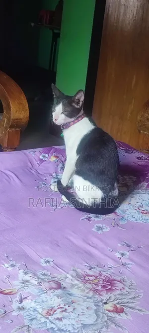 1-3 Months Female Mixed Breed Persian