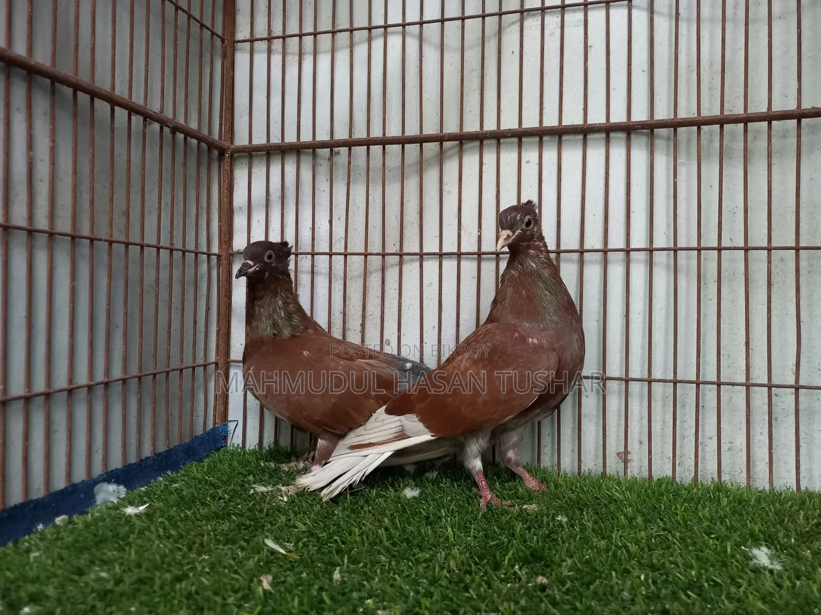 বশিররাজ কোকা