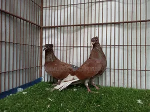 বশিররাজ কোকা