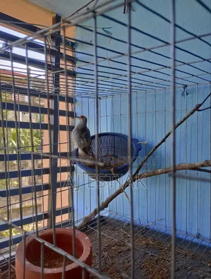 Female Diamond Dove