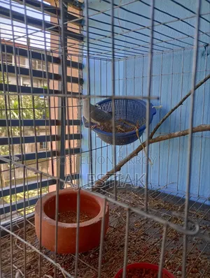 Female Diamond Dove