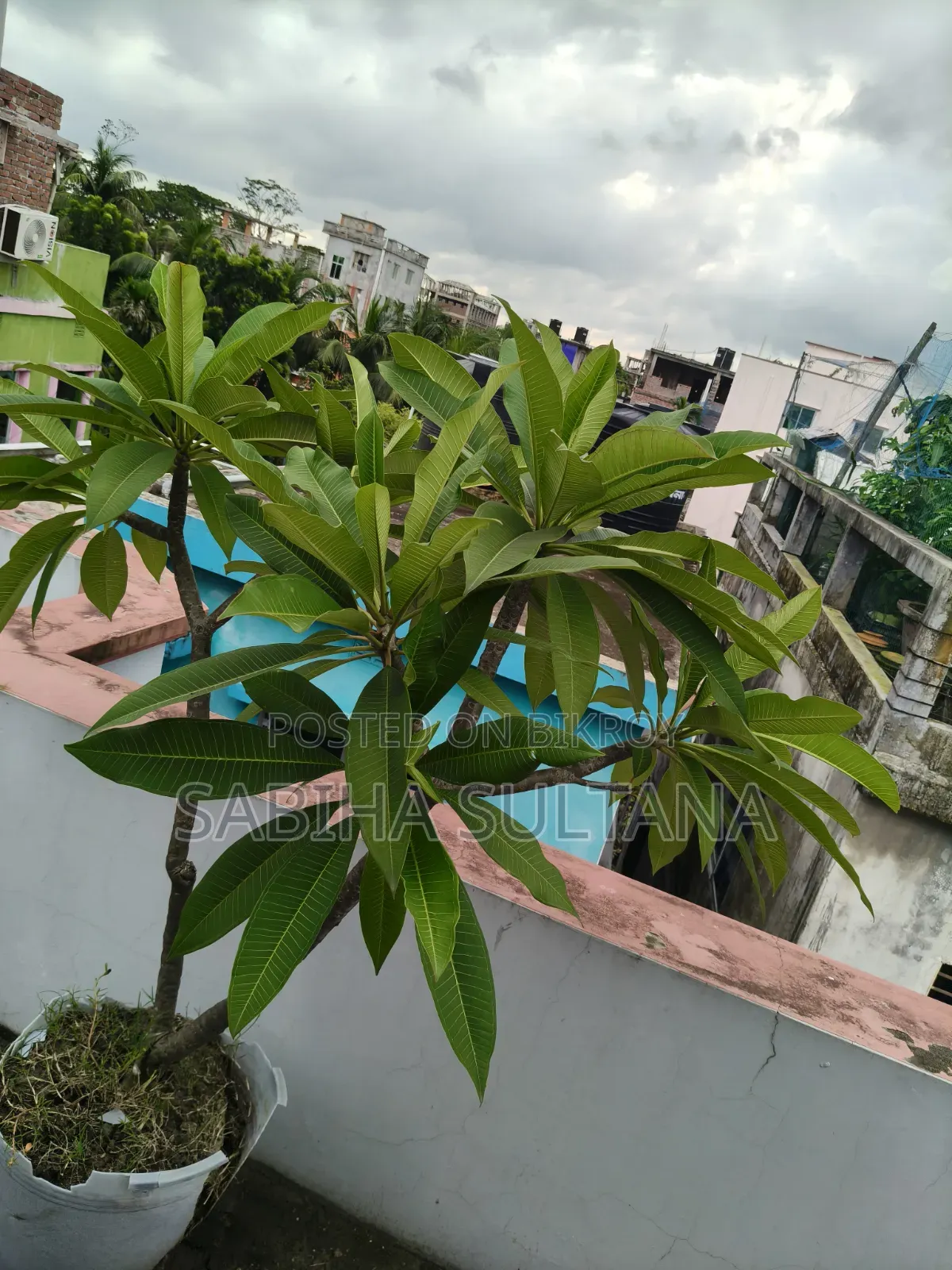 Plumeria Tree