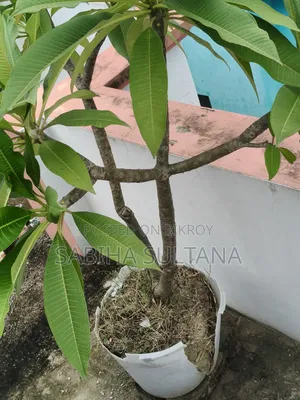 Plumeria Tree