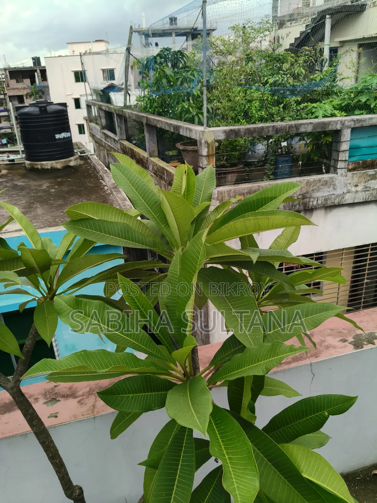 Plumeria Tree