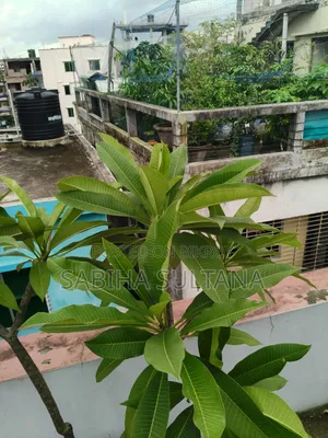 Plumeria Tree