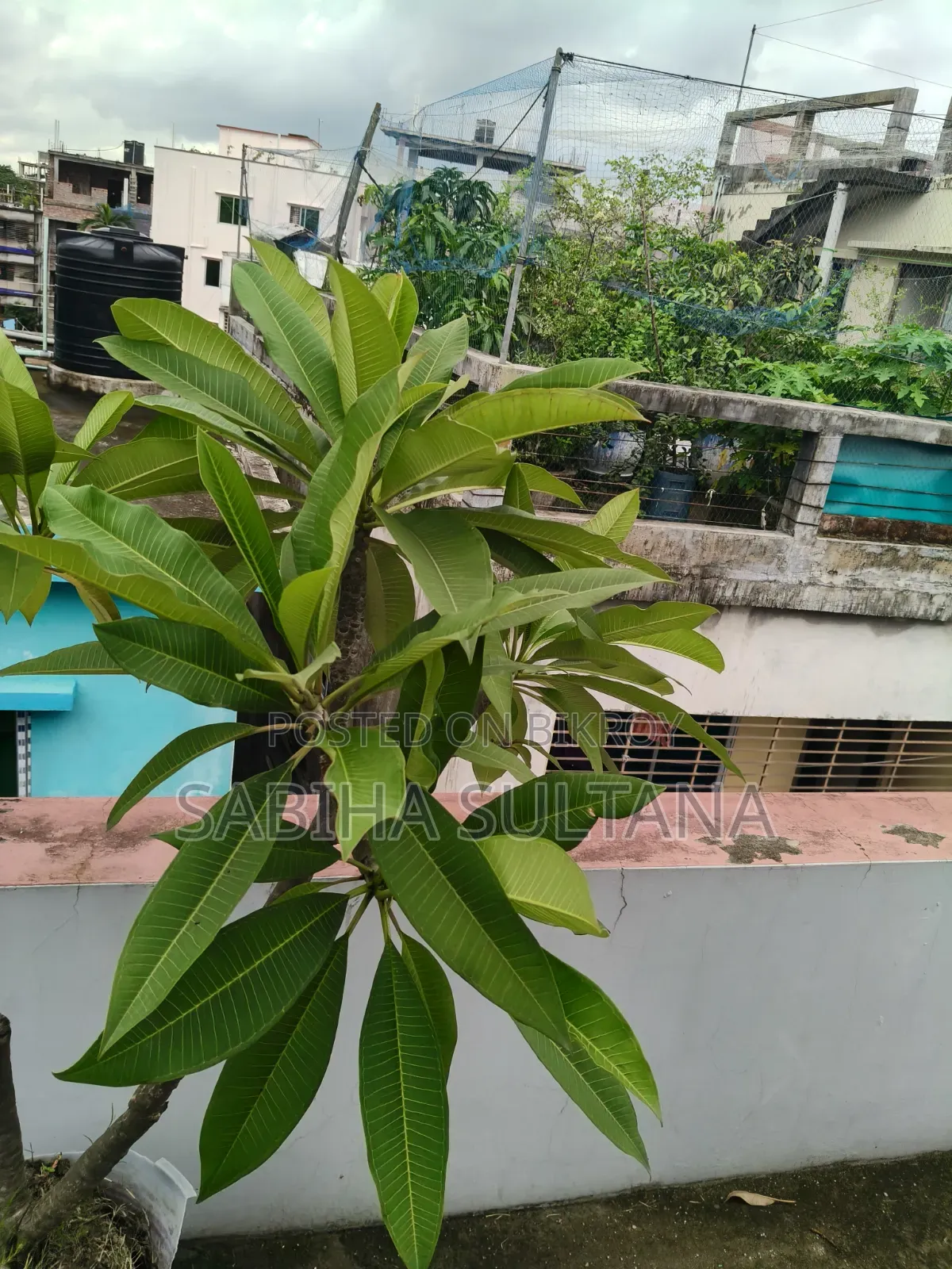 Plumeria Tree
