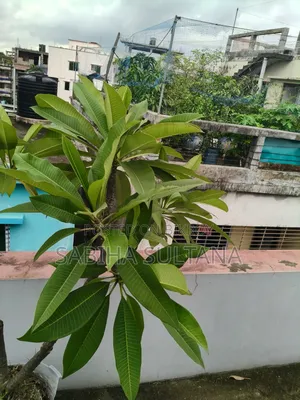 Plumeria Tree