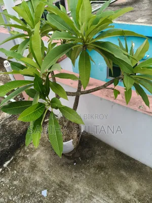 Plumeria Tree