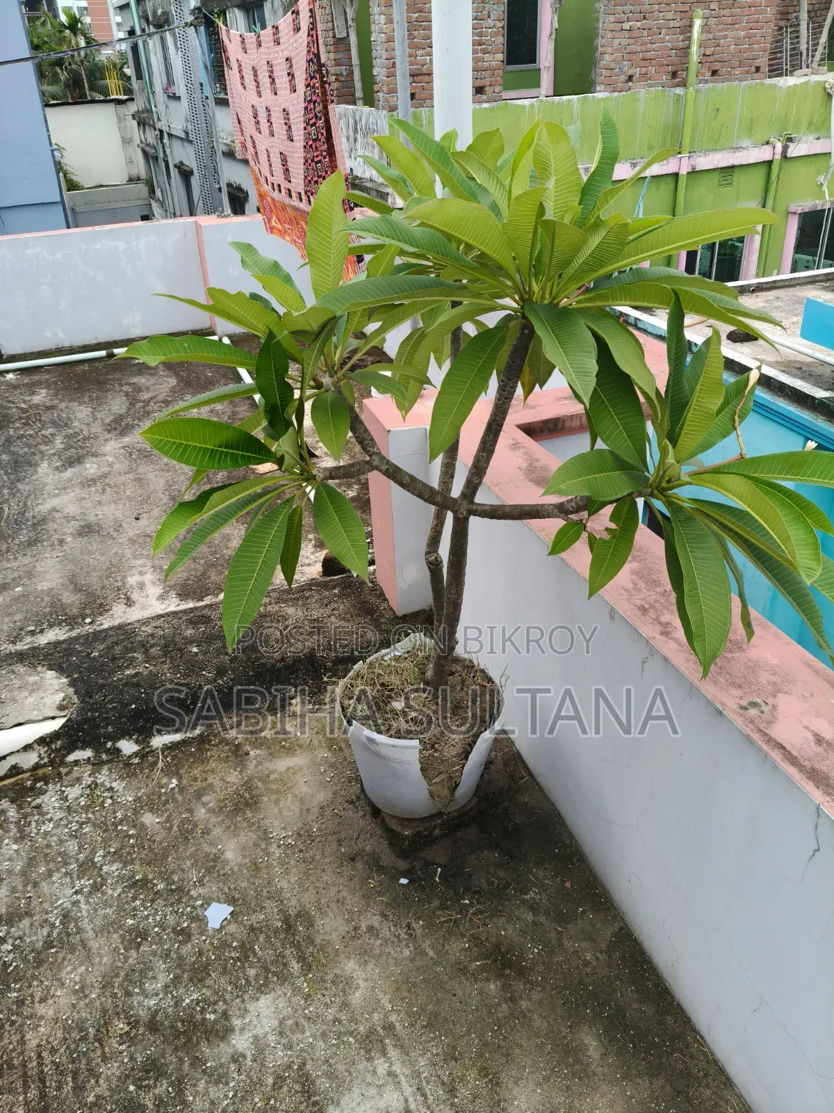 Plumeria Tree