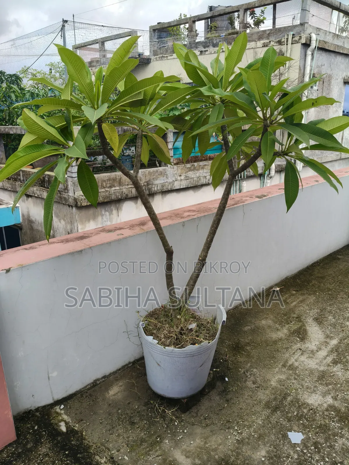 Plumeria Tree