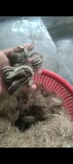 Small Tame Squirrel Baby