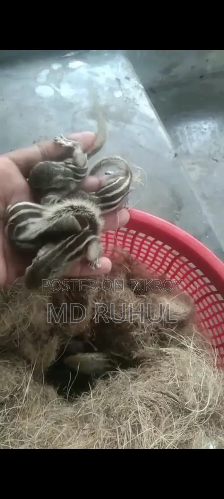 Small Tame Squirrel Baby