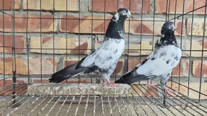 সাকি টেডি নর