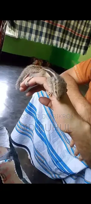 Small Tame Squirrel Baby