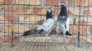 সাকি টেডি নর