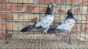 সাকি টেডি নর