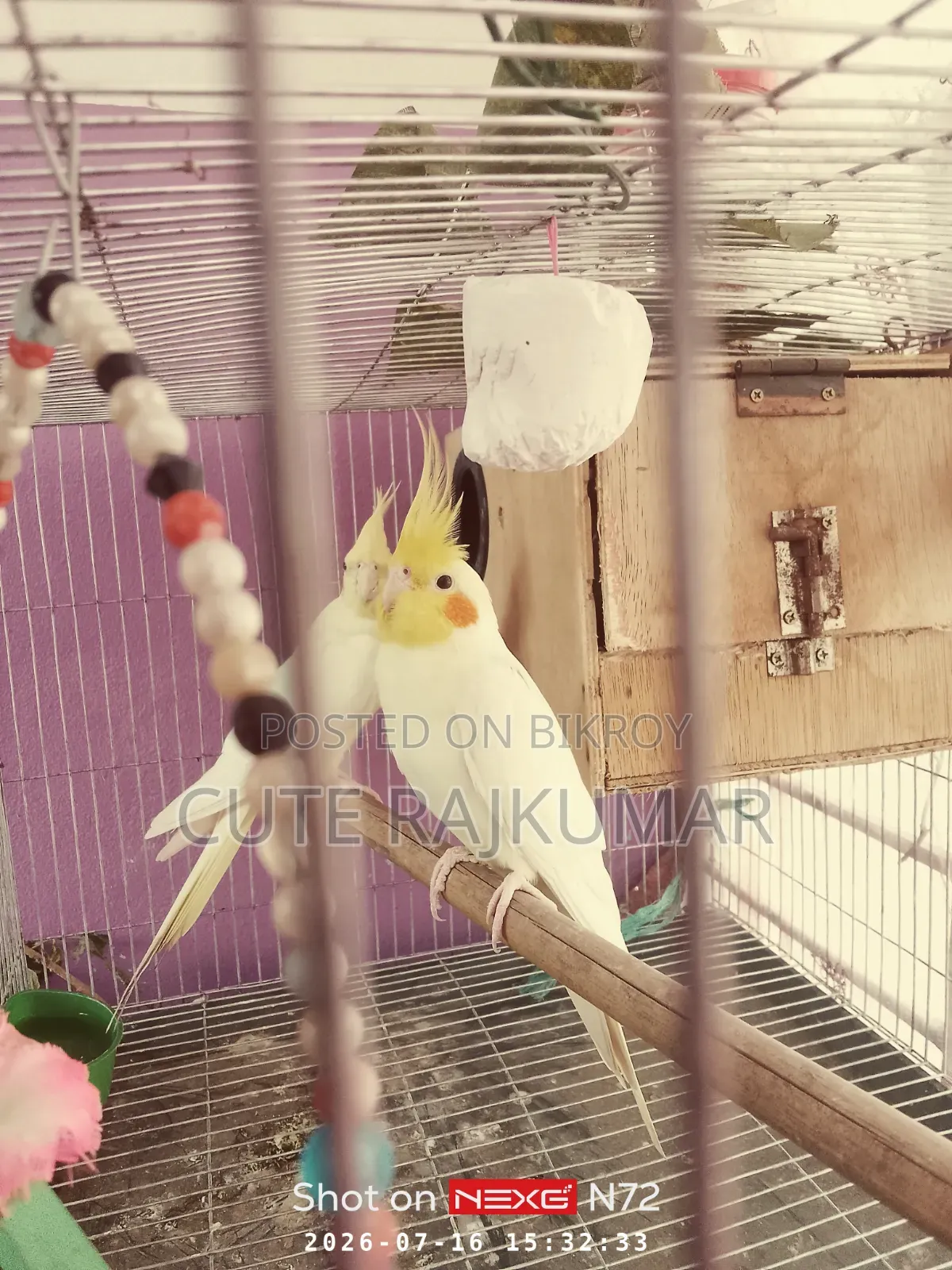 Albino Cockatiel